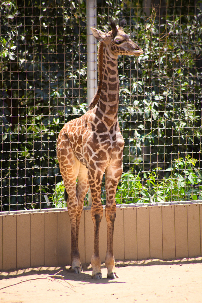 San Diego Zoo (9)